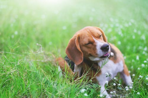 beagle-dog-scratching-itself-in-tall-grass-field