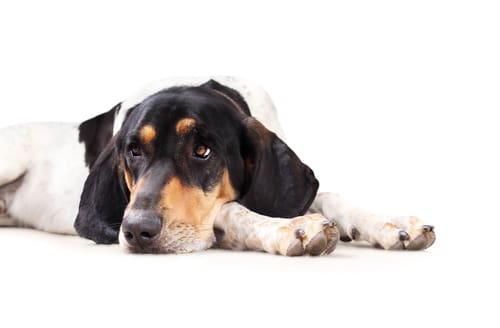 Bluetick-Coonhound-laying-on-the-floor