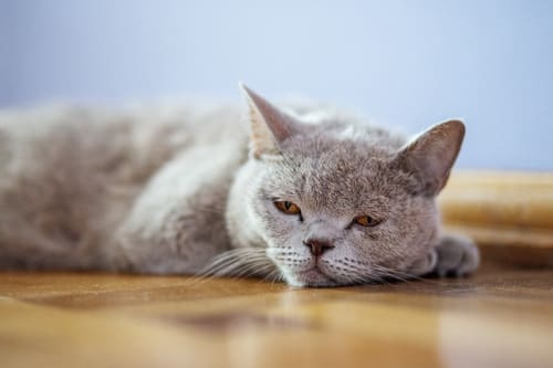 sick-gray-cat-laying-on-the-floor