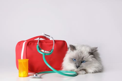 gray-cat-laying-next-to-first-aid-kit-and-stethoscope