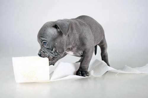 American-bully-breed-dog-playing-with-a-roll-of-toilet-paper
