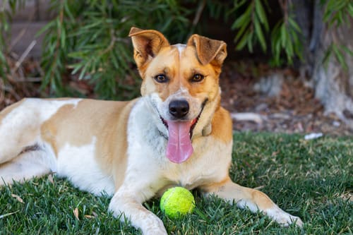 dog-lays-in-the-grass-with-a-tennis-ball-while-panting