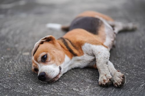 beagle-dog-laying-on-its-side-on-the-pavement