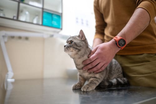 pet-owner-petting-cat-while-at-the-vet