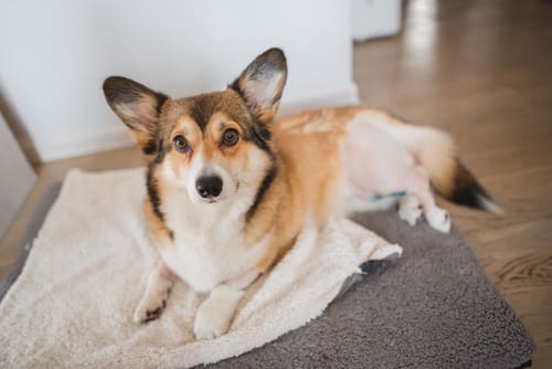 corgi-with-shaved-hind-leg-laying-on-dog-bed-after-TPLO-surgery