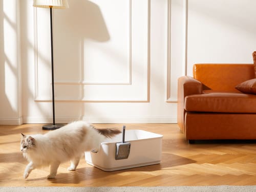cat-stepping-out-of-litter-box-in-the-living-room