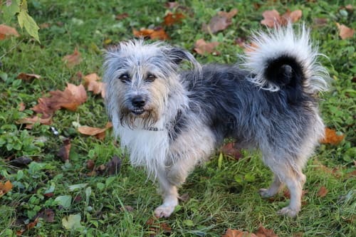 dog-standing-on-three-legs-in-the-grass