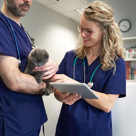 Emergency And Specialty Veterinary Care In Prosper Frisco Tx Female veterinarian examining gray cat
