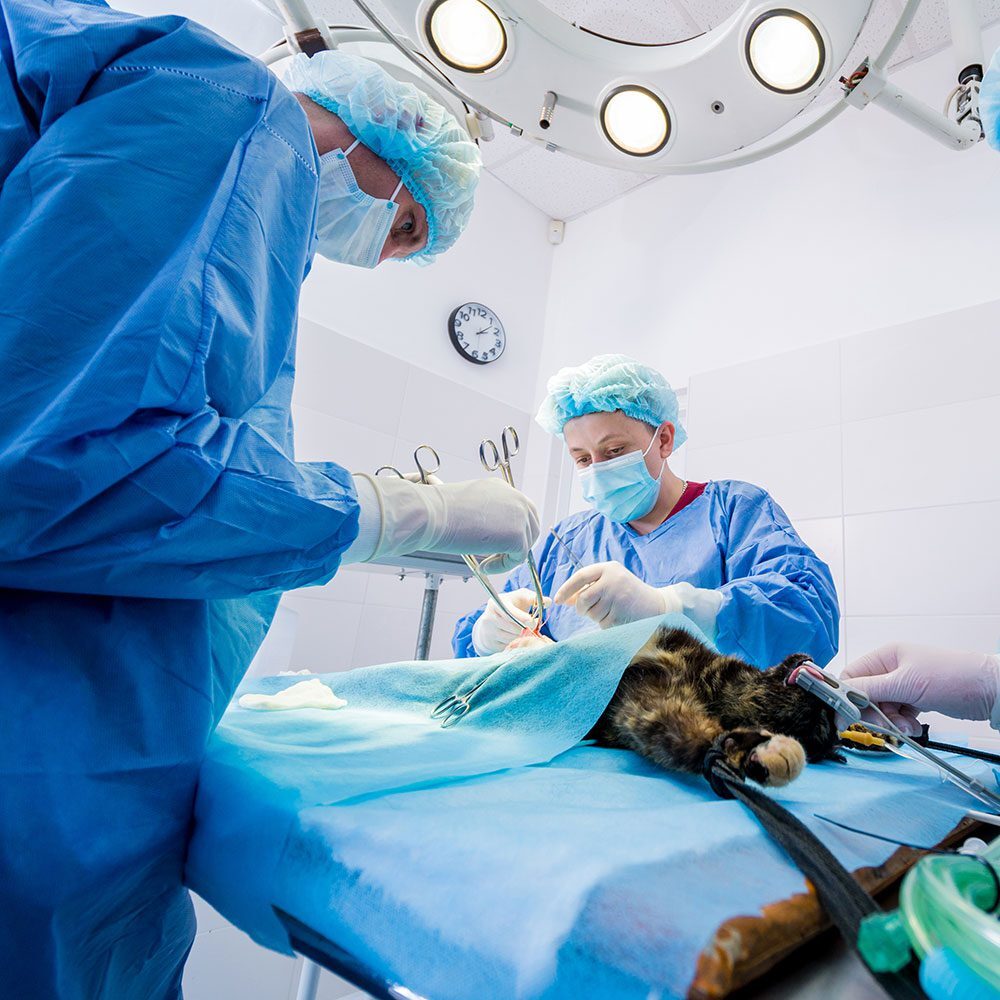 Cat Undergoing Surgery