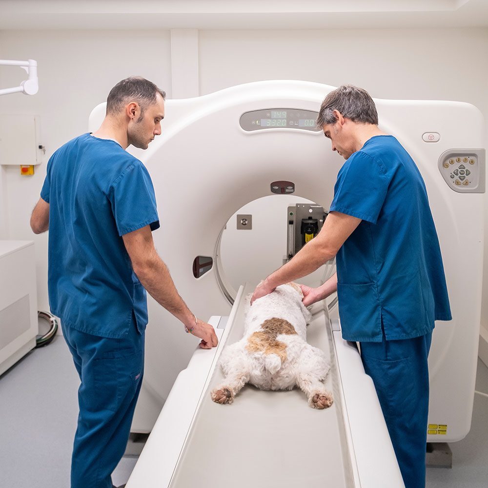 Dog Getting A Ct Scan