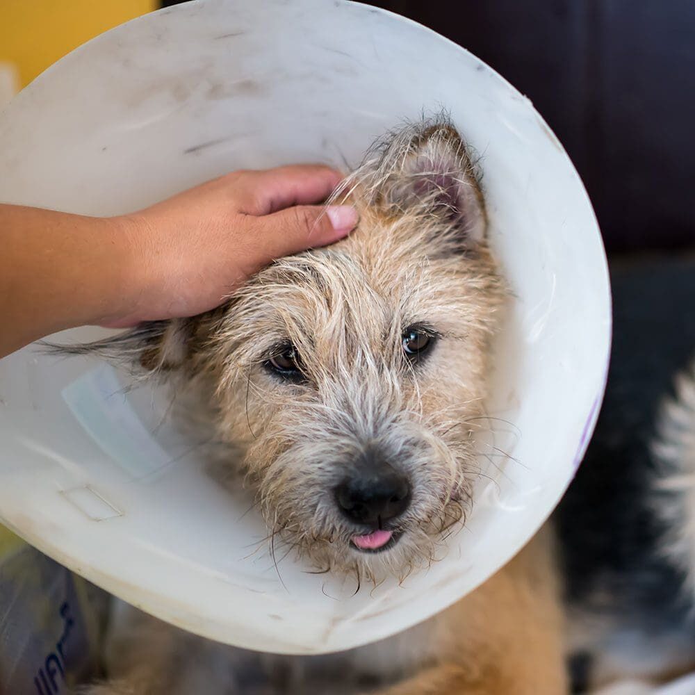 Dog Wearing A Cone After Surgery Dog Wearing A Cone After Surgery