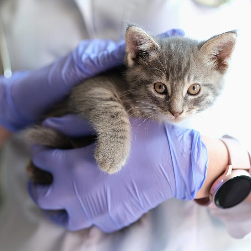 cute kitten being held in purple gloved hands cute kitten being held in purple gloved hands