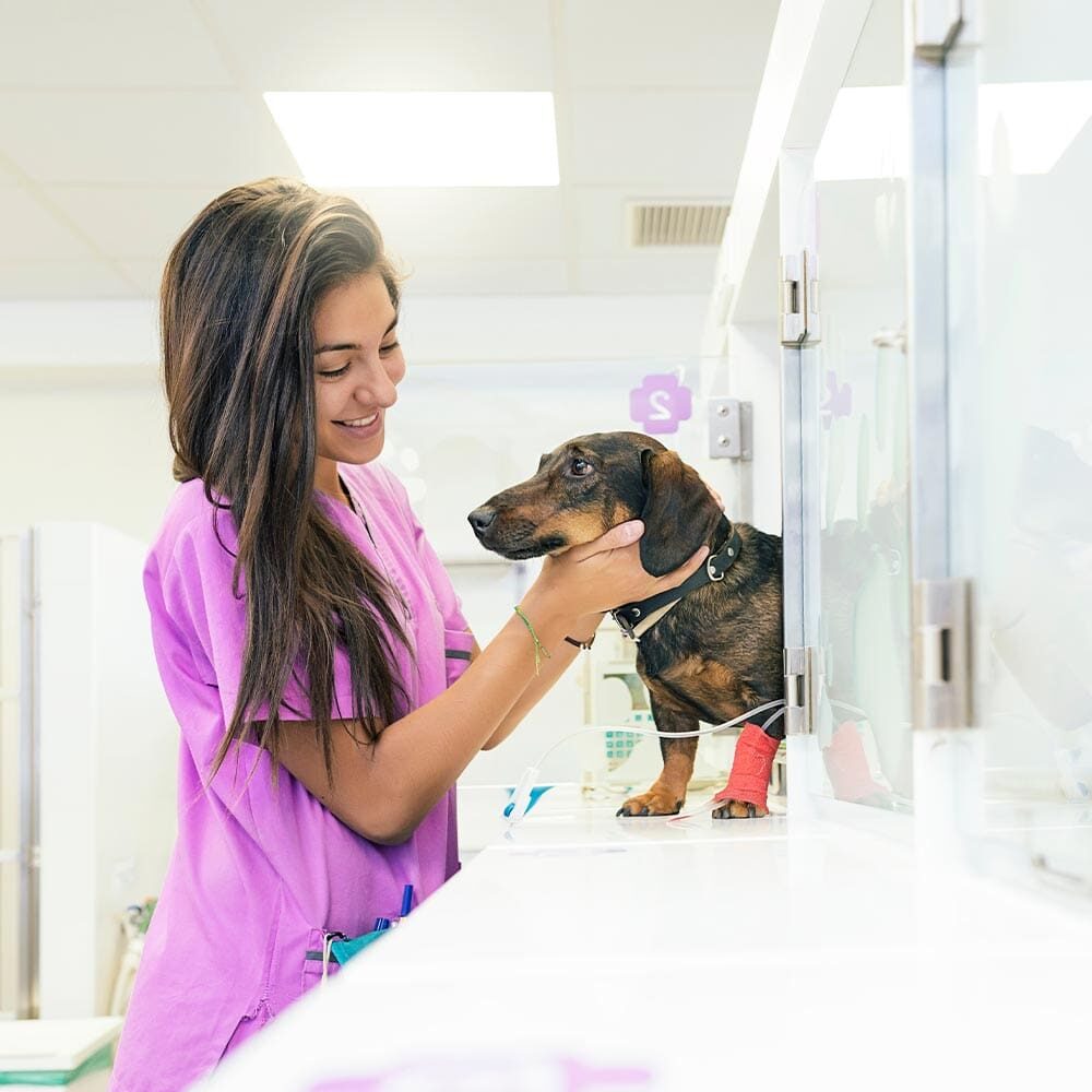 Female Staff Member Petting Small Dog In Urgent Care Female Staff Member Petting Small Dog In Urgent Care