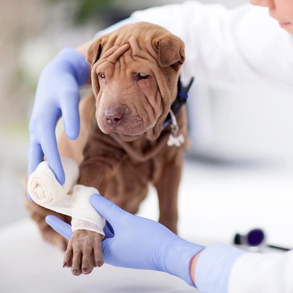 Female Veterinarian Wrapping Shar Pei Dogs Leg With Bandage Female Veterinarian Wrapping Shar Pei Dogs Leg With Bandage
