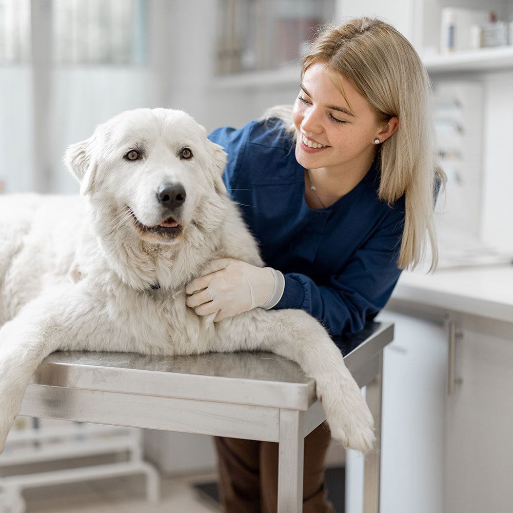 Large White Dog On Veterinarians Table 