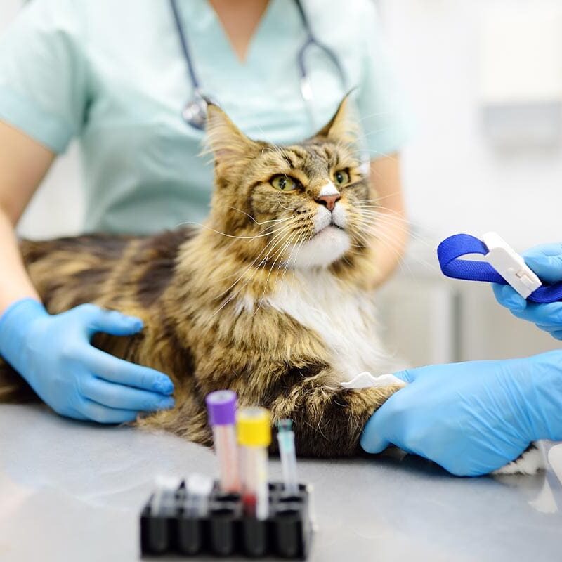 veterinarian preparing cat for blood draw veterinarian preparing cat for blood draw