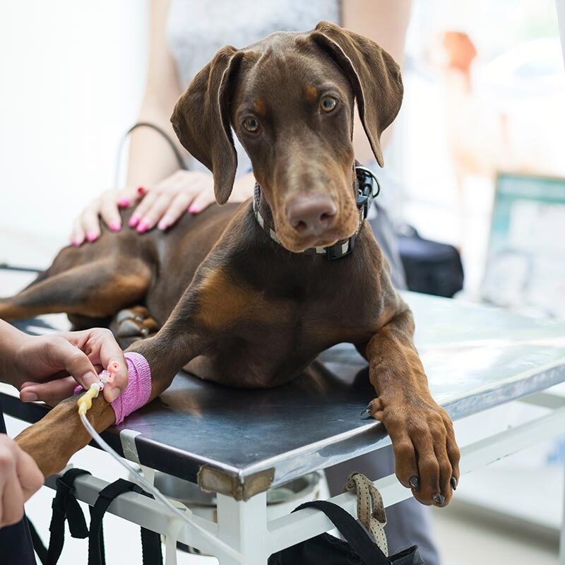 doberman puppy lying on veterinary table and receiving infusion doberman puppy lying on veterinary table and receiving infusion