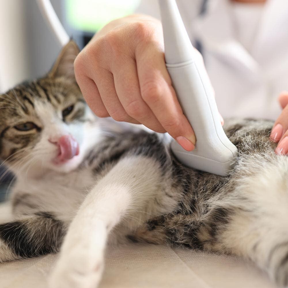 Veterinarian Performing Ultrasound On Cats Abdomen Veterinarian Performing Ultrasound On Cats Abdomen