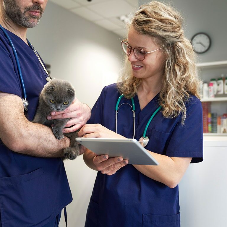 two veterinarians assess cat's test results