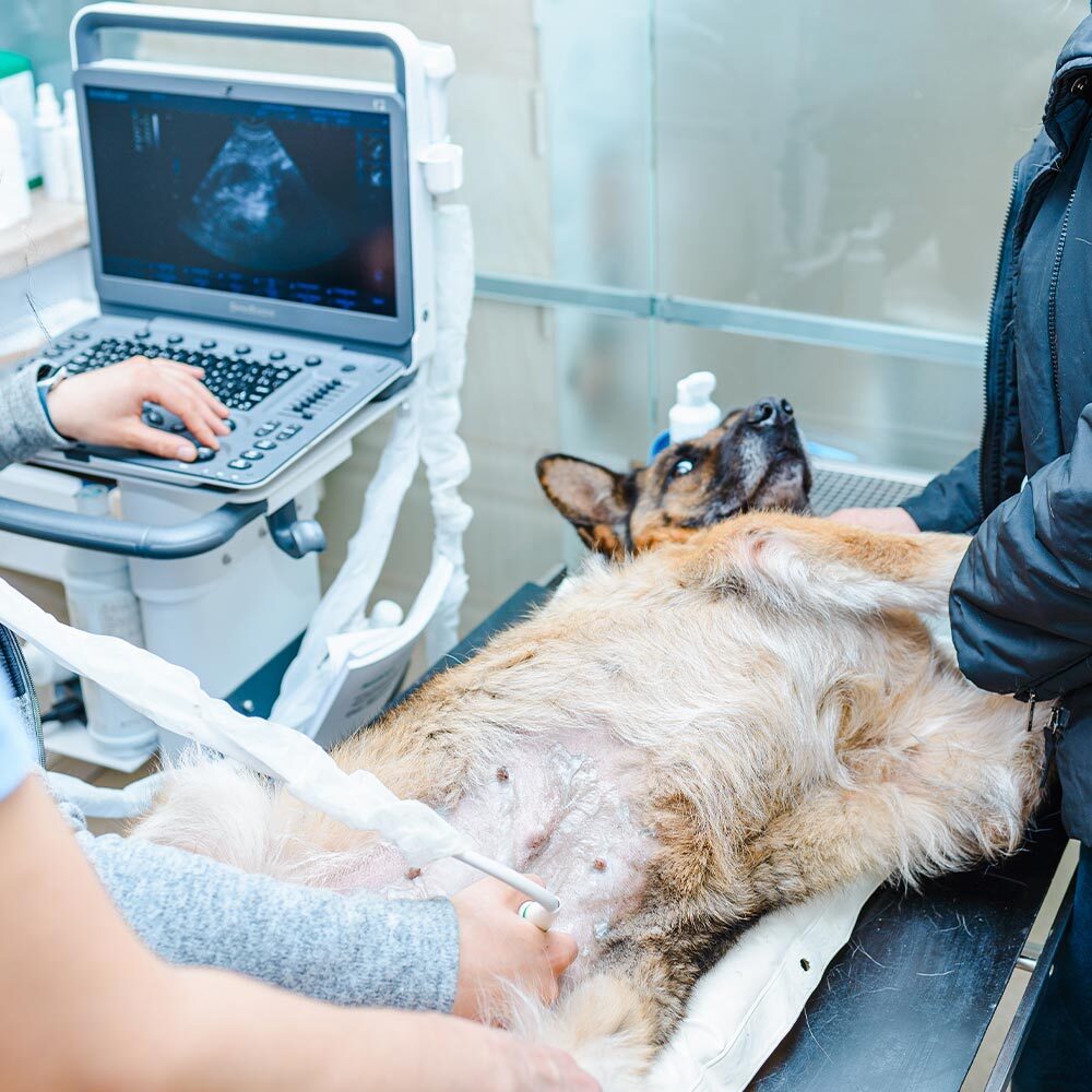 Veterinrian Performing Ultrasound On Dogs Abdomen Veterinrian Performing Ultrasound On Dogs Abdomen